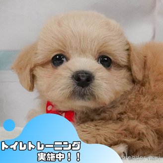販売中の静岡県のミックス犬-397420