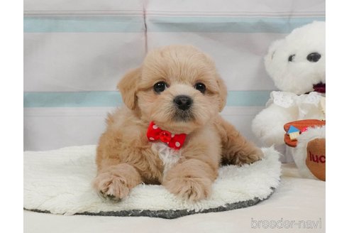 販売中の静岡県のミックス犬-397420の13枚目