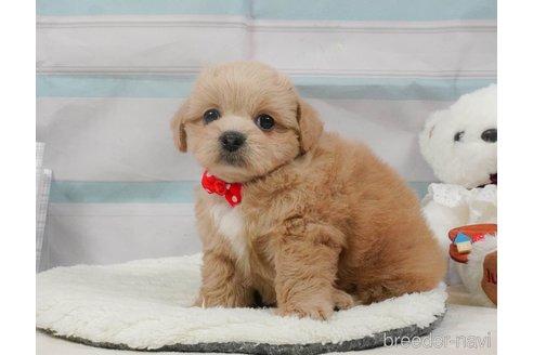 販売中の静岡県のミックス犬-397420の12枚目