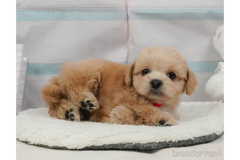 販売中の静岡県のミックス犬-397420の10枚目