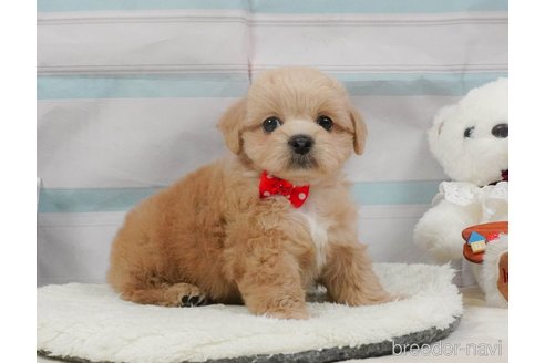 販売中の静岡県のミックス犬-397420の9枚目
