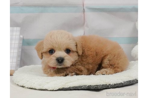 販売中の静岡県のミックス犬-397420の8枚目