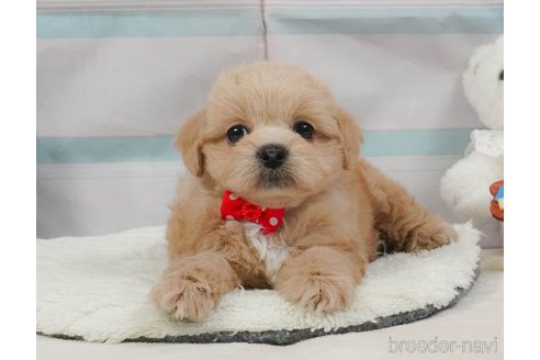 販売中の静岡県のミックス犬-397420の7枚目