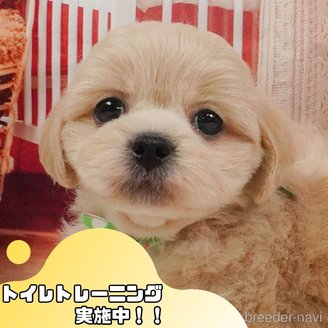 販売中の静岡県のミックス犬-397423
