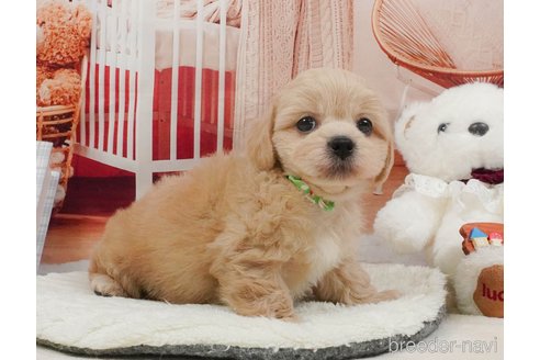 販売中の静岡県のミックス犬-397423の13枚目