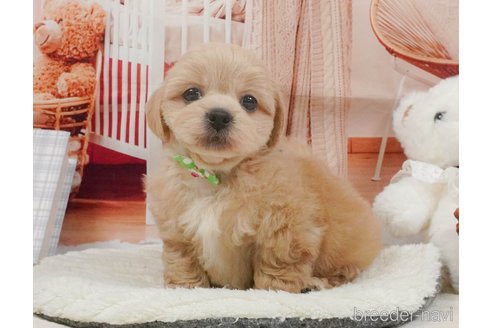 販売中の静岡県のミックス犬-397423の12枚目