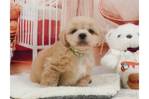 販売中の静岡県のミックス犬-397423の11枚目