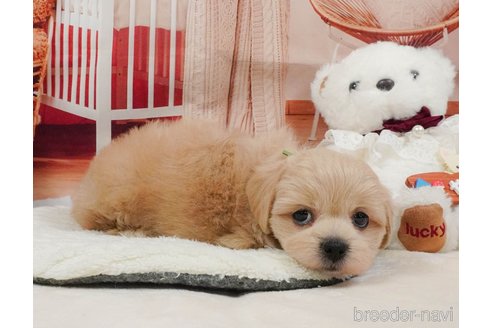 販売中の静岡県のミックス犬-397423の10枚目