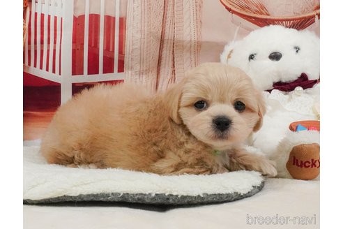 販売中の静岡県のミックス犬-397423の9枚目
