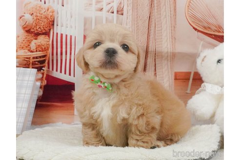販売中の静岡県のミックス犬-397423の8枚目