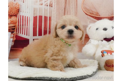 販売中の静岡県のミックス犬-397423の7枚目