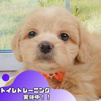 販売中の静岡県のミックス犬-397427の1枚目