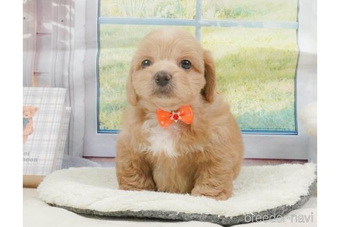 販売中の静岡県のミックス犬-397427の13枚目