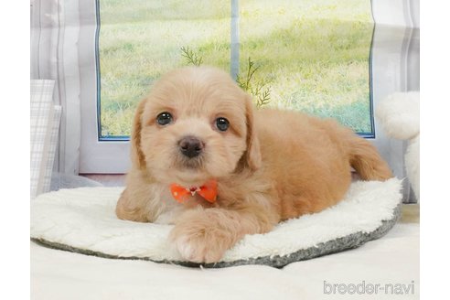 販売中の静岡県のミックス犬-397427の12枚目