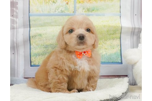販売中の静岡県のミックス犬-397427の11枚目