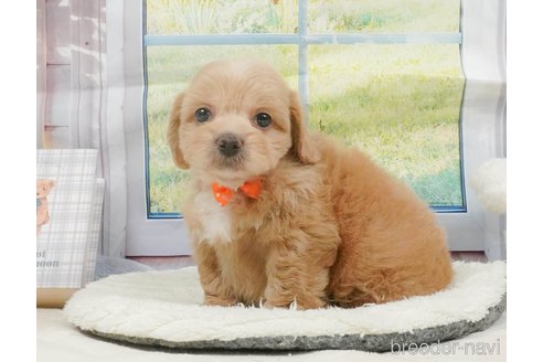 販売中の静岡県のミックス犬-397427の10枚目