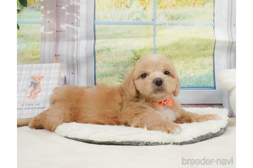 販売中の静岡県のミックス犬-397427の9枚目