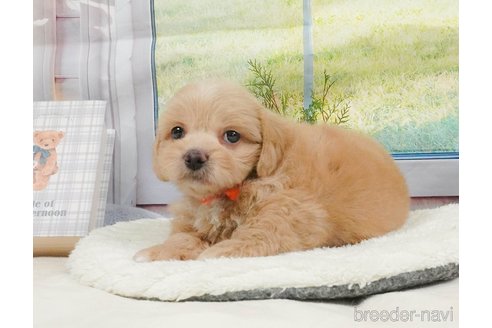 販売中の静岡県のミックス犬-397427の8枚目