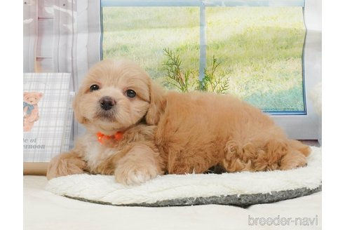 販売中の静岡県のミックス犬-397427の7枚目