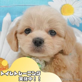 販売中の静岡県のミックス犬-397429