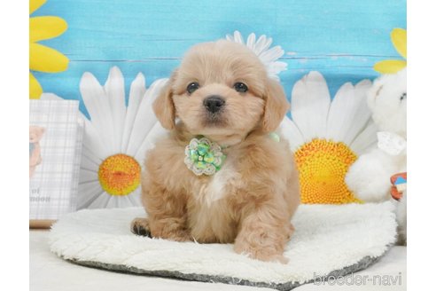 販売中の静岡県のミックス犬-397429の13枚目