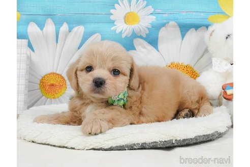 販売中の静岡県のミックス犬-397429の12枚目
