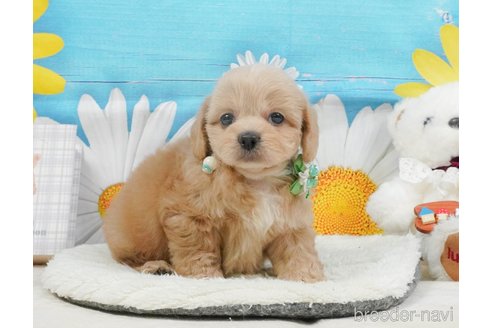 販売中の静岡県のミックス犬-397429の11枚目