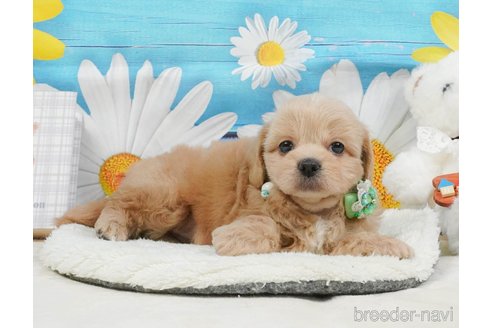 販売中の静岡県のミックス犬-397429の10枚目