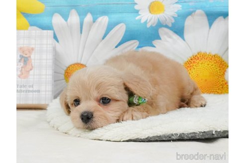 販売中の静岡県のミックス犬-397429の9枚目