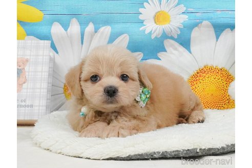 販売中の静岡県のミックス犬-397429の8枚目