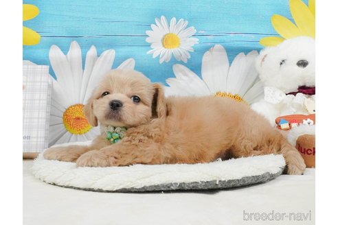 販売中の静岡県のミックス犬-397429の7枚目