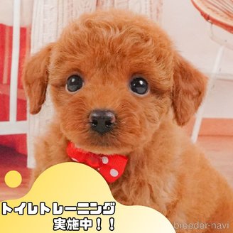 販売中の静岡県のトイプードル-397435の1枚目