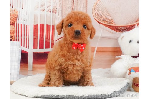 販売中の静岡県のトイプードル-397435の12枚目