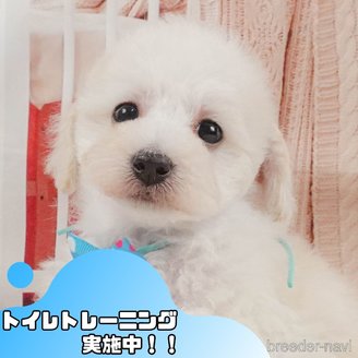 販売中ののトイプードル-397438