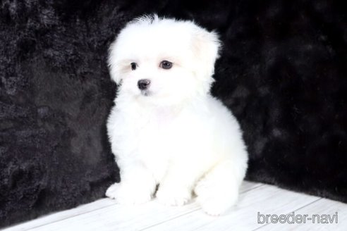 販売中の京都府のマルチーズ-396835の2枚目