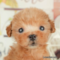 オンライン見学
