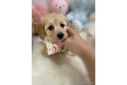 販売中の香川県のダップー:ミニチュアダックスフンド×トイプードル-393526の4枚目