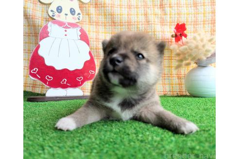販売中の鹿児島県の豆柴-394485の3枚目