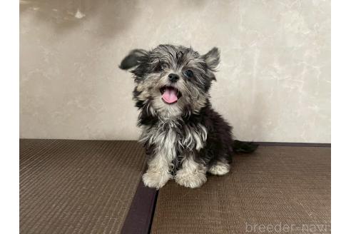 販売中の東京都のミックス犬-381746の5枚目