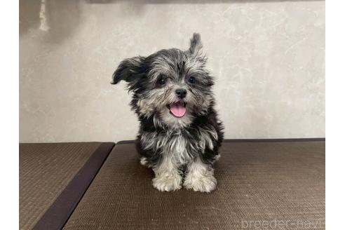 販売中の東京都のミックス犬-381746の4枚目