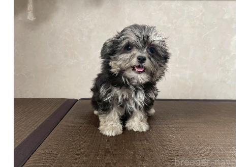 販売中の東京都のミックス犬-381746の3枚目