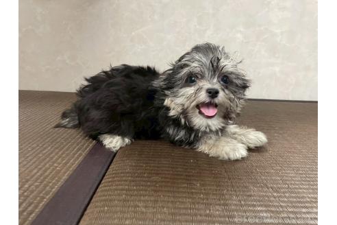 販売中の東京都のミックス犬-381746の2枚目