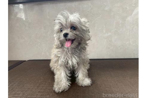 販売中の東京都のミックス犬-381745の7枚目