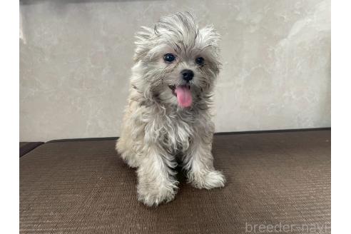 販売中の東京都のミックス犬-381745の6枚目