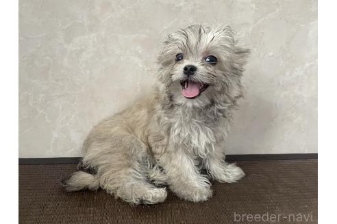 販売中の東京都のミックス犬-381745の4枚目