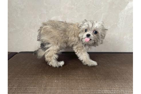 販売中の東京都のミックス犬-381745の3枚目