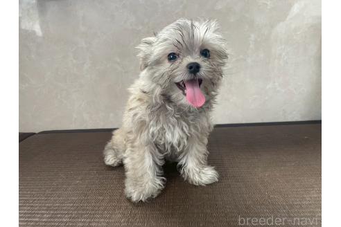 販売中の東京都のミックス犬-381745の2枚目