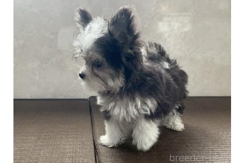 商談中の東京都のミックス犬-381747の11枚目