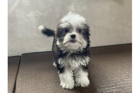 商談中の東京都のミックス犬-381747の10枚目