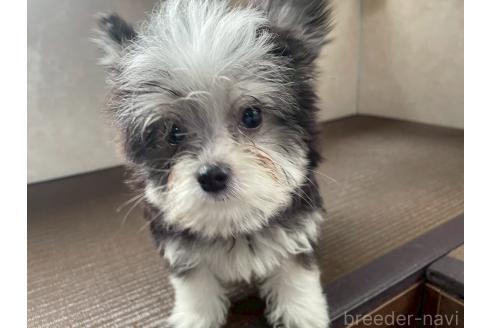 商談中の東京都のミックス犬-381747の9枚目